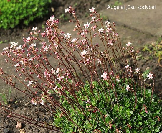Uolaskėlė (Saxifraga) 'Winifred Bevington'